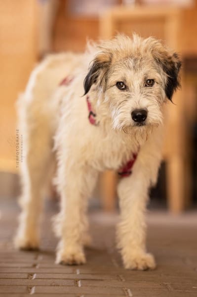 Anastasia (Ana) - Schönheit aus Lancram