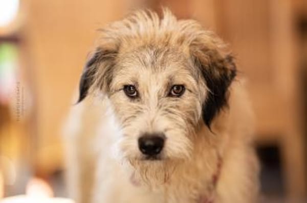 Anastasia (Ana) - Schönheit aus Lancram