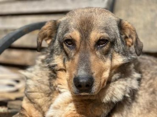 KOLOVOS möchte endlich glücklich werden