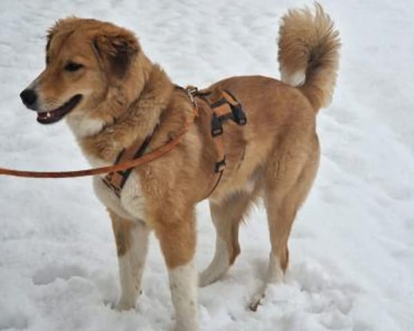 JORDY - charmanter, lieber Hundebub