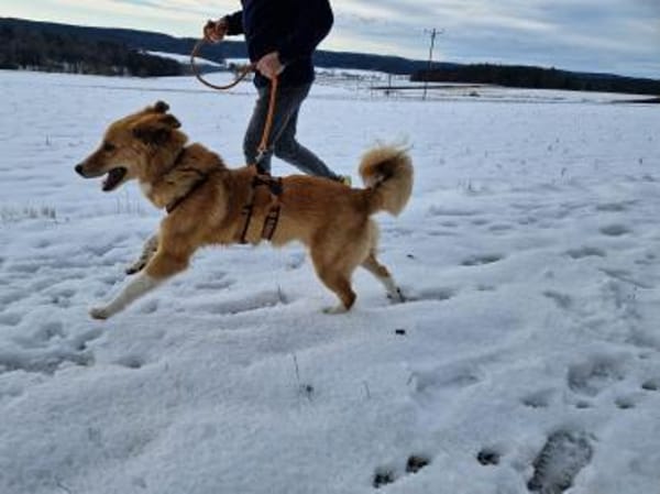 JORDY - charmanter, lieber Hundebub