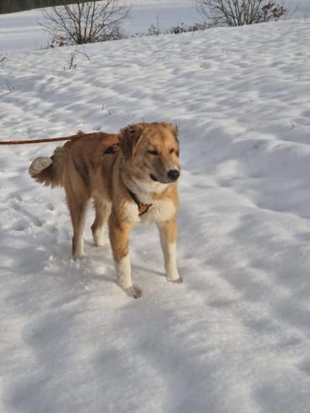 JORDY - charmanter, lieber Hundebub