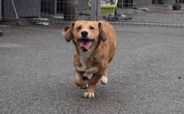 Ginger - klein und freundlich