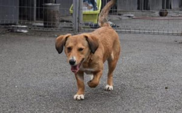 Ginger - klein und freundlich