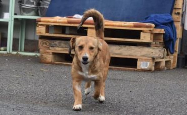 Ginger - klein und freundlich