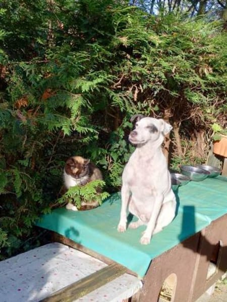 Mozart ist zum Notfall geworden !!!