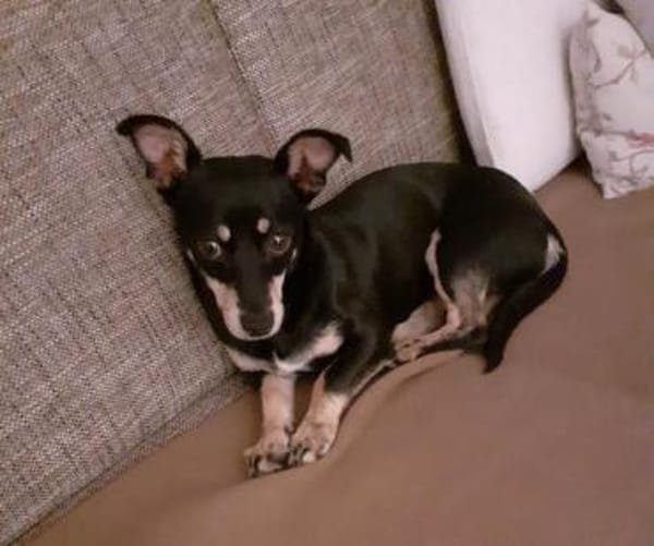 Klein Tonkitu ist so ein toller Schatz!