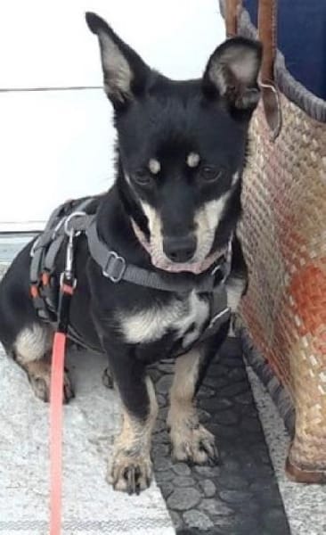 Klein Tonkitu ist so ein toller Schatz!