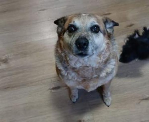 Omi BONNI braucht ein Zuhause