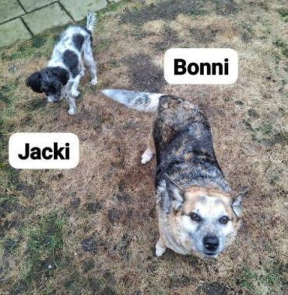 Omi BONNI braucht ein Zuhause