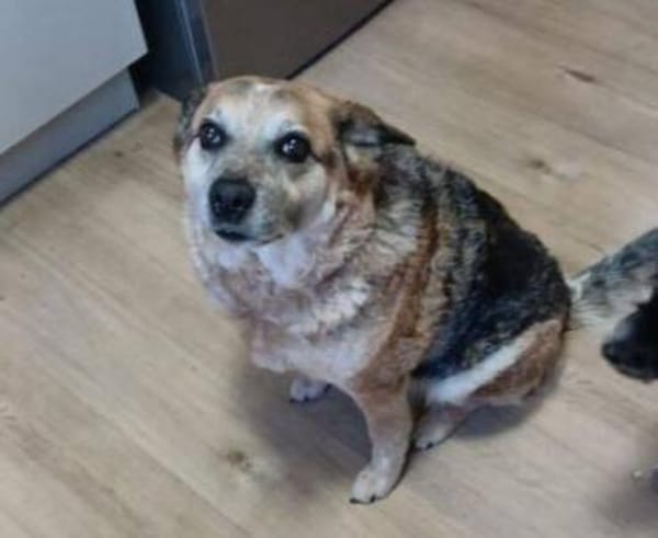 Omi BONNI braucht ein Zuhause