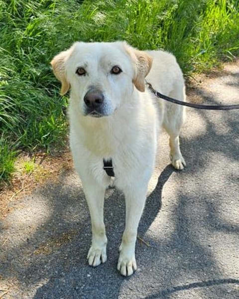 Essenza auf Pflegestelle in Hessen