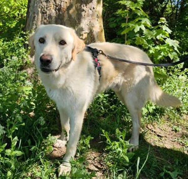 Essenza auf Pflegestelle in Hessen