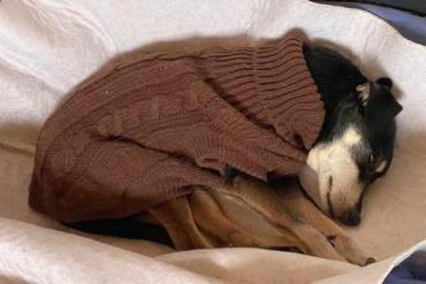 Pinscher-Mix COOKIE sucht ein Zuhause