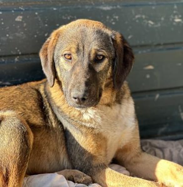 SISKA - lieb, neugierig, freundlich