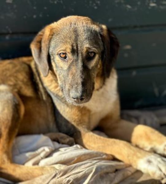 SISKA - lieb, neugierig, freundlich