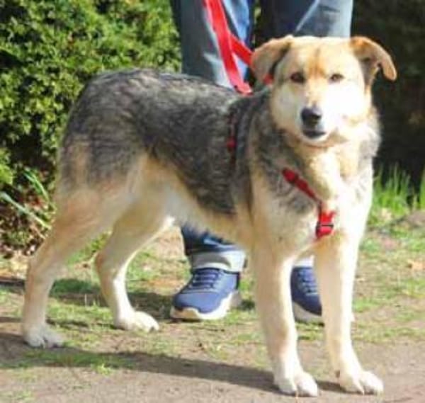 Ruffy ist ein liebenswerter Hund