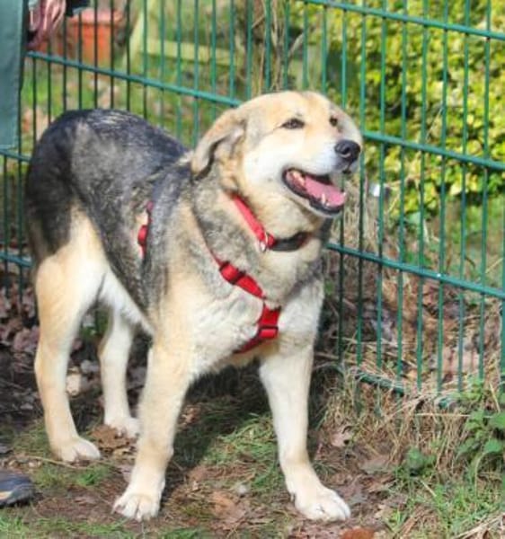 Ruffy ist ein liebenswerter Hund