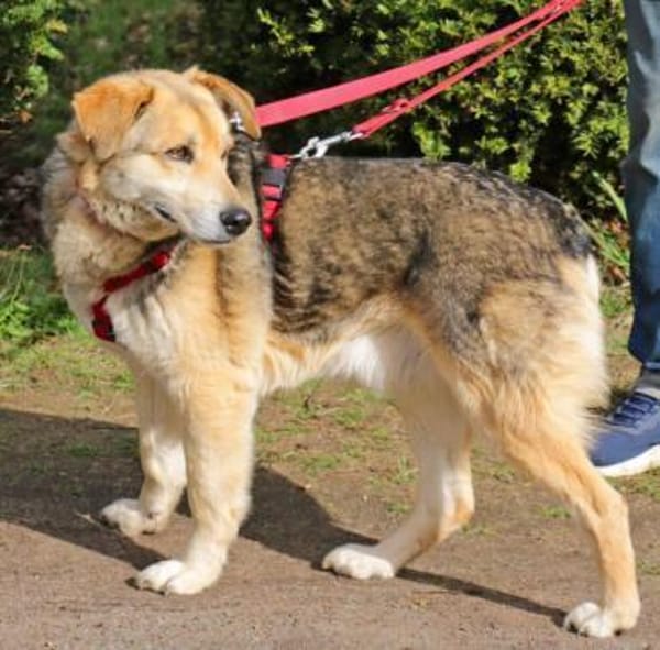 Ruffy ist ein liebenswerter Hund