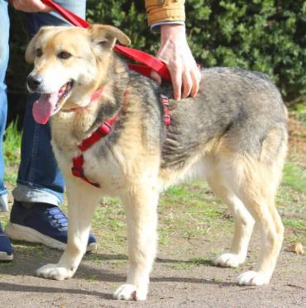 Ruffy ist ein liebenswerter Hund