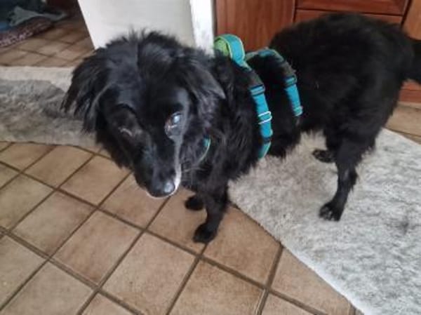 LILITH - blind aber nicht hilflos