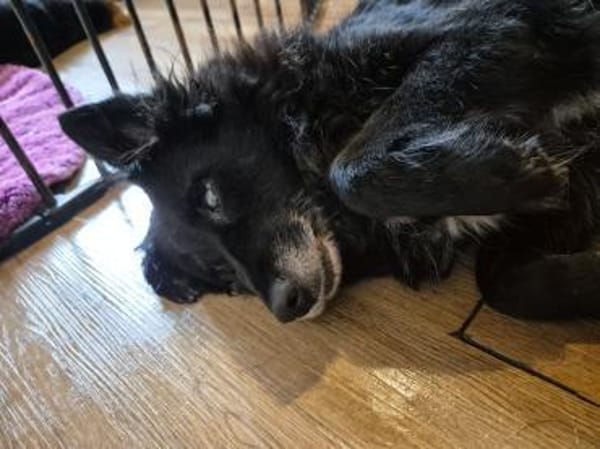 LILITH - blind aber nicht hilflos