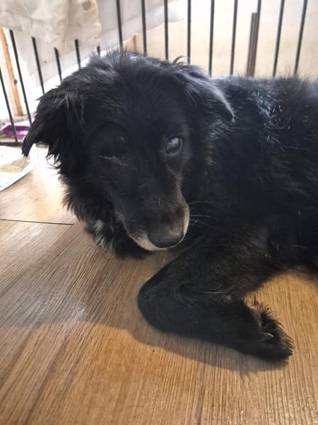 LILITH - blind aber nicht hilflos