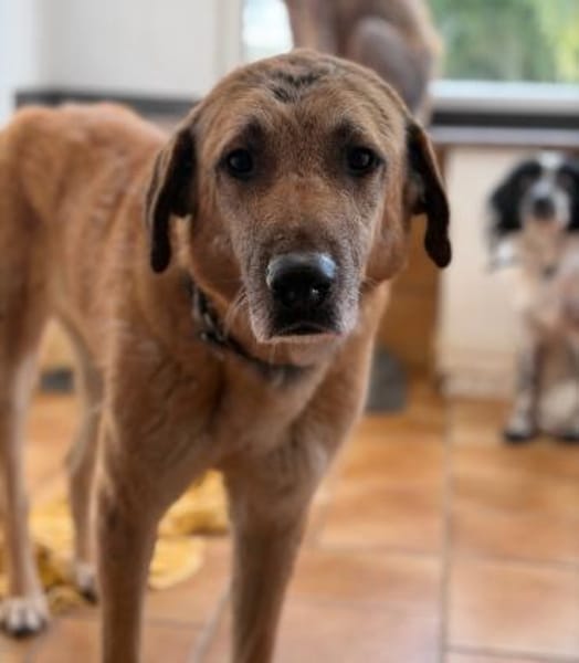 GLYKERIA - wahre Sonnenschein-Hündin