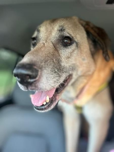 GLYKERIA - wahre Sonnenschein-Hündin