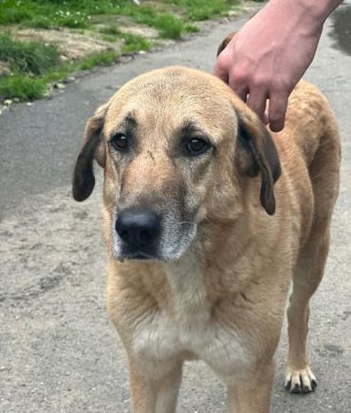 GLYKERIA - wahre Sonnenschein-Hündin