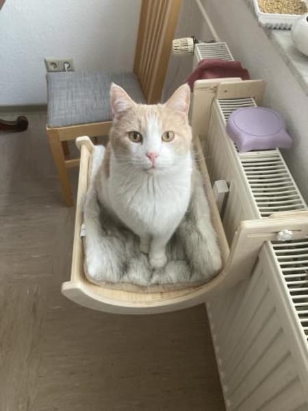 Quinn sucht liebevolle Dosenöffner