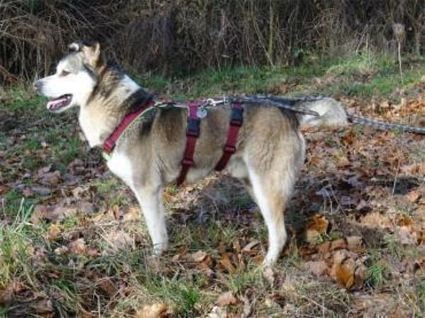 Bonus - 53557 Bad Hönningen