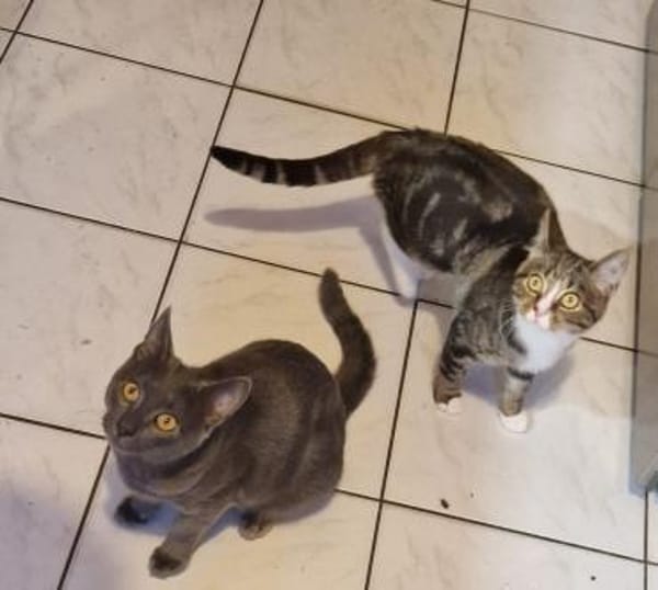 Tayo u. Gloria suchen liebevolles Heim