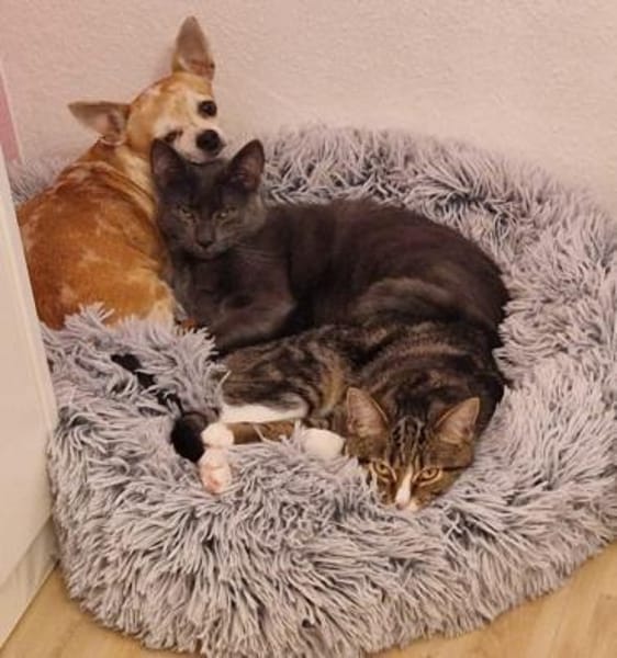 Tayo u. Gloria suchen liebevolles Heim