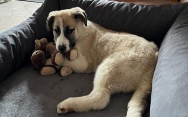 Viola sucht ein ländliches Zuhause