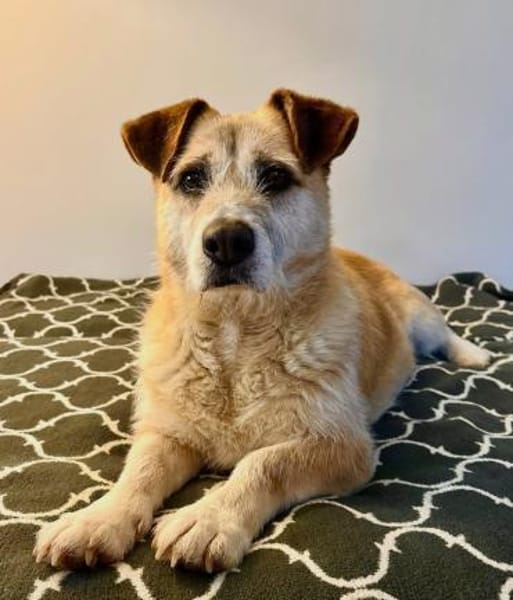 Daisy sucht ihr Für-immer-Zuhause 🐾