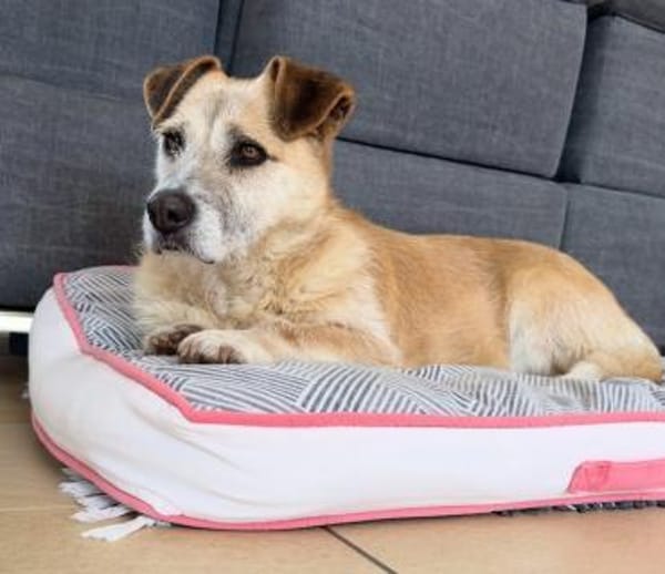 Daisy sucht ihr Für-immer-Zuhause 🐾