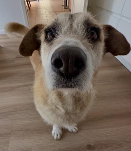 Daisy sucht ihr Für-immer-Zuhause 🐾