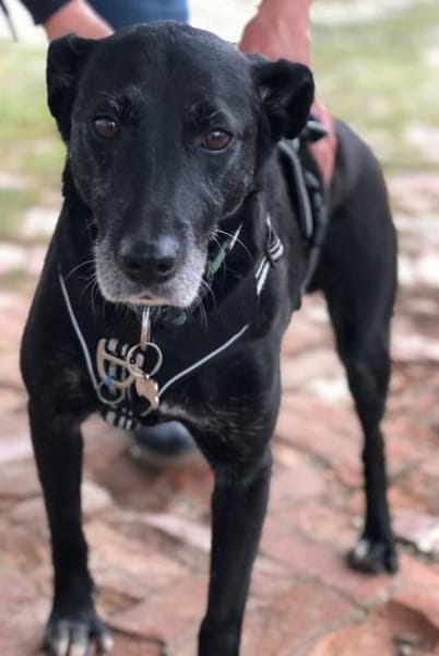 🐾 TEO sucht sein Für-immer-Zuhause 🐾