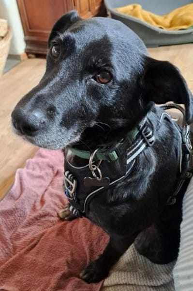 🐾 TEO sucht sein Für-immer-Zuhause 🐾