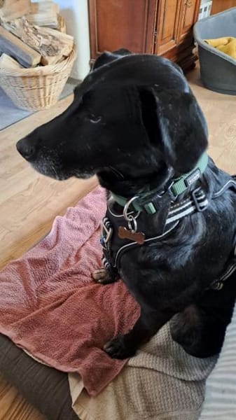 🐾 TEO sucht sein Für-immer-Zuhause 🐾