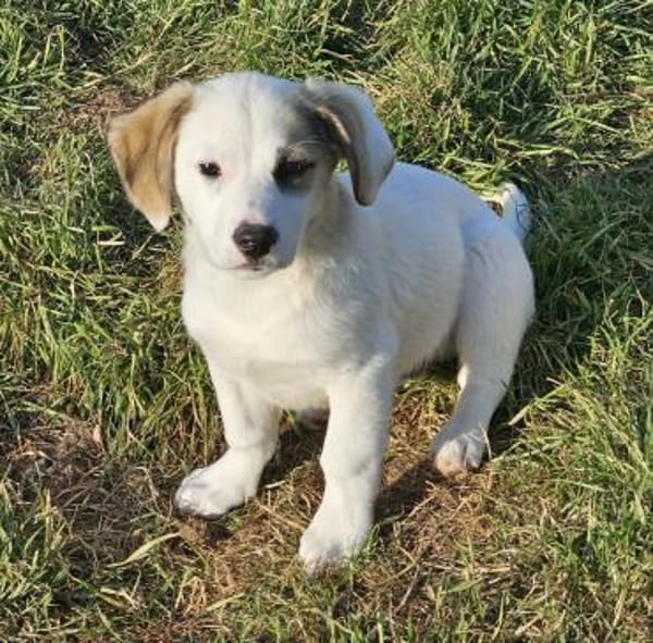 Smörre - wer schließt mich in sein Herz?