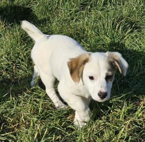 Smörre - wer schließt mich in sein Herz?