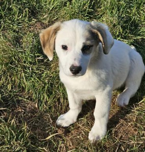 Smörre - wer schließt mich in sein Herz?