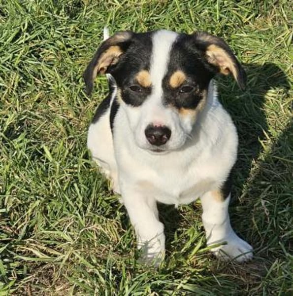 Java - Körbchen zum Träumen gesucht