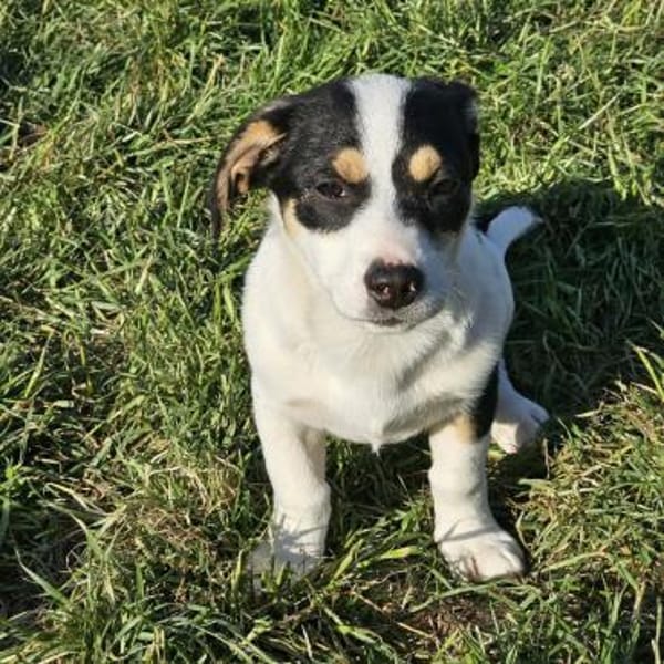 Java - Körbchen zum Träumen gesucht