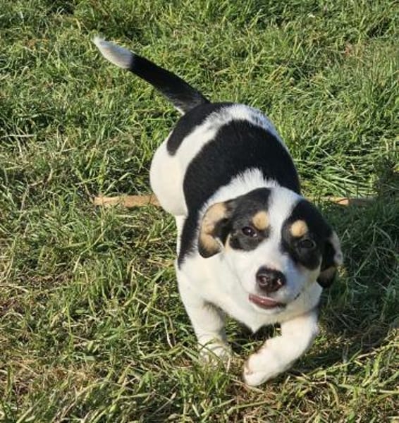 Java - Körbchen zum Träumen gesucht