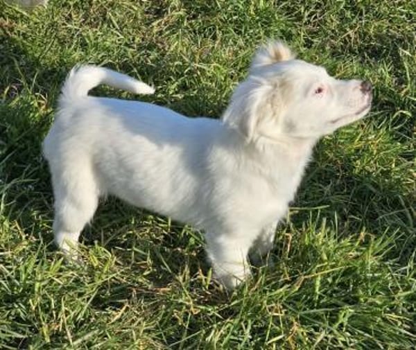 Fine - kleine Maus auf Körbchensuche