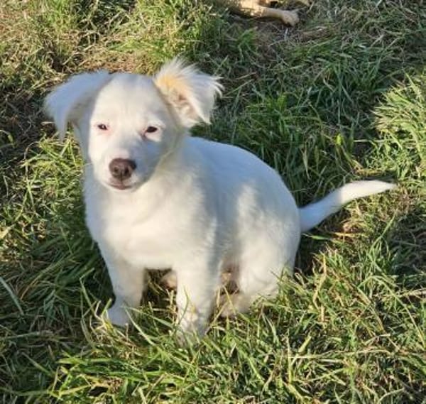 Fine - kleine Maus auf Körbchensuche