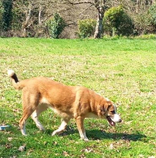 Sara- sensible, ruhige Hündin